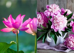 Trong 15 ngày cuối tháng 9 dương lịch, 3 con giáp phúc sâu lộc dày, mang mệnh phú quý, làm gì cũng thành công phất lên như rồng đạp gió