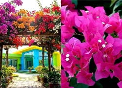 Trồng hoa Giấy ở vị trí nào tốt nhất?