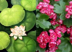 Từ ngày 11/9 đến ngày 21/9, 3 con giáp được Cát Tinh độ mệnh, giàu sang tột đỉnh, tiêu tiền thả ga, mua nhà sắm xe chỉ trong tầm tay