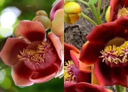 Vạch trần chị hàng xóm ngoại tình, giờ tôi lại sống trong dằn vặt
