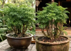5 lý do các gia đình giàu có rất thích trồng cây Đinh Lăng trong nhà