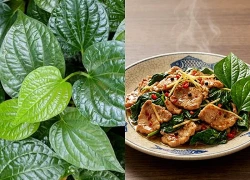 5 món ăn từ lá lốt giảm đau nhức xương khớp sau tuổi 60