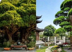 Cây cảnh như gia tài sống, càng già càng quý, trồng trong sân, phúc trạch ba đời, tài lộc sinh sôi