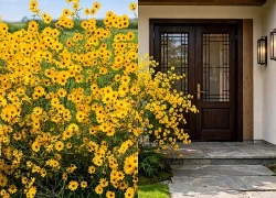 Cây cảnh tụ hỏa sinh thổ, rực rỡ như nghìn mặt trời, nuôi dưỡng khí lành, thu hút tài lộc cho gia đình