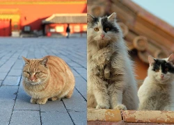 "Đội cận vệ 4 chân" bên trong Tử Cấm Thành