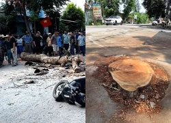 Gia đình nạn nhân lên tiếng vụ đốn cây làm một người không qua khỏi ở Thanh Hóa