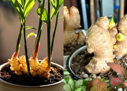 Lời khuyên đến tất cả các gia đình đang trồng gừng