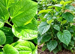 Những tác dụng tiềm năng của lá lốt