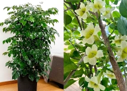 Tại sao nhiều gia đình giàu có thích trồng một cây Hạnh Phúc trong nhà?