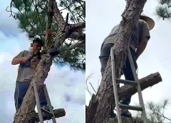 Thanh niên chặt cây thông ở Đà Lạt, đăng TikTok khoe bị phạt 35 triệu đồng