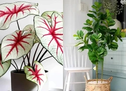 Top 3 loại cây 'sang chảnh' được giới nhà giàu ưa chuộng