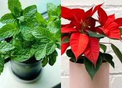 Top 4 cây phong thủy cho năm học mới, vừa đẹp vừa dễ chăm