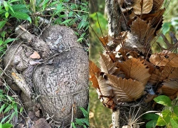 3 cây thuốc thuộc nhóm nguy cấp trong Sách Đỏ
