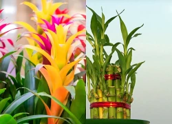 3 loại cây lý tưởng, rất hợp để trồng trong năm 2026
