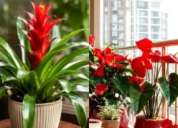 5 cây hợp người mệnh Hỏa