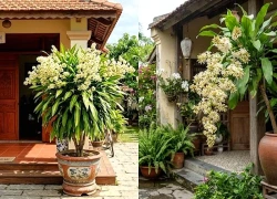 5 lý do những gia đình giàu có thích trồng Thiết Mộc Lan trong nhà