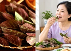 Ăn sống lá mơ lông: Những điều cần biết trước khi sử dụng