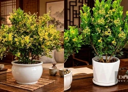 Cây cảnh dân dã, hương thơm của nếp nhà xưa, nở hoa 365 ngày, trấn trạch, trừ tà, tiền tài quanh năm không dứt