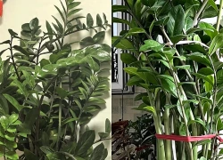 Cây kim tiền được nhiều gia đình yêu thích vì đẹp và mang ý nghĩa tài lộc, nhưng có 5 sự thật khiến không ít người mua về rồi mới hối hận