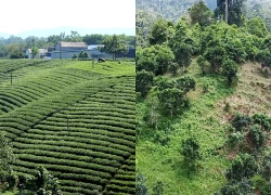 Chiêm ngưỡng những đồi chè đẹp nức tiếng ở Thái Nguyên