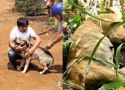 Chó nghi mắc bệnh dại cắn 6 người tại Quảng Ngãi