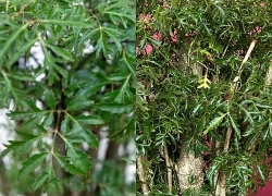 4 lý do vì sao nên trồng một cây đinh lăng ở cổng nhà