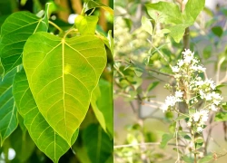7 loại cây đừng trồng trong nhà: Dễ mang vận xui, có loại mang độc tính