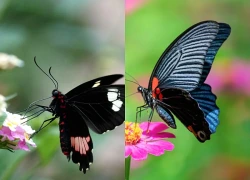 Tháng sinh Âm lịch của người có đường công danh rộng mở