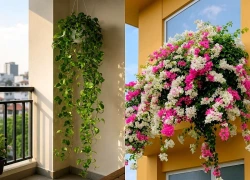 Top 5 cây lớn nhanh giúp phủ xanh ban công đẹp mắt, hợp phong thủy