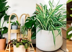 Cây điều hòa không khí vừa tốt cho sức khỏe lại mang ý nghĩa phong thủy bình an cho gia đạo