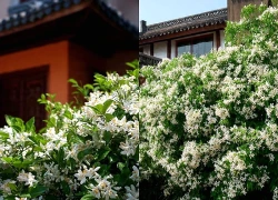 3 cây cảnh khắc tinh của nhà lạnh, hoa nở tươi đẹp, hương thơm nồng ấm, xua hàn khí, tụ vượng khí