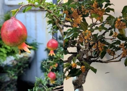 Vì sao người xưa luôn khuyên trồng 5 loại cây này trong nhà? Câu trả lời không chỉ nằm ở phong thủy