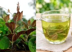 4 sai lầm khi sử dụng lá mơ lông nhiều người mắc phải