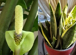 5 cây nở hoa trong nhà báo hiệu phong thủy rất tốt