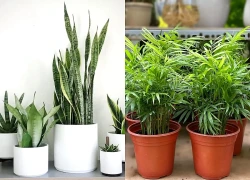 5 loại cây cảnh nên trồng trong nhà để không khí trong lành, dễ chịu hơn