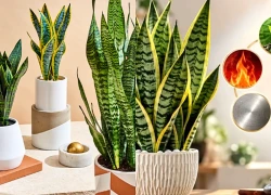 Người tuổi nào, mệnh nào hợp trồng cây lưỡi hổ phong thủy?