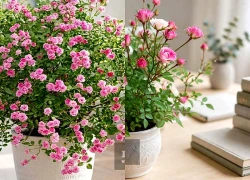 Cây cảnh là nữ hoàng ban công, hoa đẹp nao lòng, nở rộ quanh năm, tài lộc sinh sôi, tiền bạc không dứt