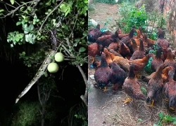 Khoảng 25 con gà bỗng dưng biến mất không dấu vết, gia chủ canh chừng đến đêm mới phát hiện 'thủ phạm' trên cành cây