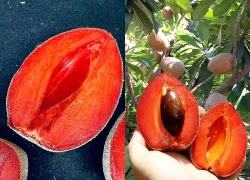 Loại quả xưa không ai biết đến nay thành đặc sản được ưa chuộng, trồng một lần thu hoạch nhiều năm, tốt cho sức khỏe