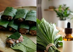 Lợi ích bất ngờ của lá xương sông nhờ tinh dầu đặc biệt