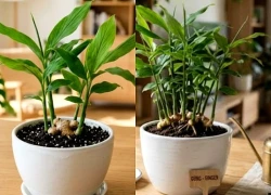 Mệnh nào hợp trồng cây Gừng nhất?