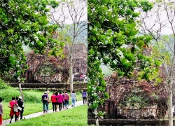 "Mỹ Sơn Xanh" kết nối trải nghiệm di sản với thiên nhiên