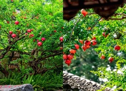 Nhà có 3 cây cảnh cát tường, quanh năm an tâm, quả ngọt cho con, lộc lành cho gia, lòng người thấy đủ đầy