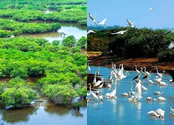 Ninh Bình: Vườn Quốc gia Xuân Thuỷ được công nhận là điểm du lịch