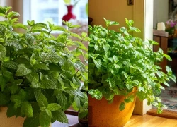 4 cây cảnh giá rẻ, thơm phức nên trồng trong mùa thu, nhà sạch, người khoẻ, phúc khí nhiều, tài lộc lắm