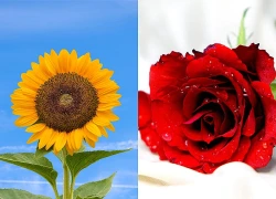 Chọn 1 bông hoa bạn thích nhất