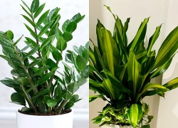 Những cây cảnh phong thủy nên trồng trong phòng làm việc, có tác dụng hút bức xạ wifi giúp tăng tuổi thọ
