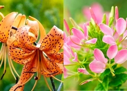 Đúng 7 ngày tới, 3 con giáp được TRỜI ĐẤT thương tình, tiền tài đổ về như nước, dư sức MUA NHÀ, sắm xe, lộc lá ào ào vào nhà