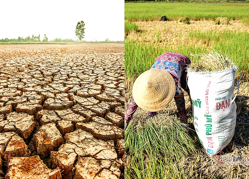 El Nino lần thứ 6 đạt cực đại sau 76 năm, miền Nam đối mặt hạn hán khốc liệt