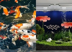 Loài cá phong thủy nuôi trong nhà giúp gia chủ có sự nghiệp thăng hoa, tài lộc nở rộ